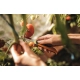 Nóż składany Fiskars X-series K80 7,7 cm