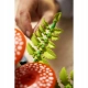 LEGO Botanicals 11505 Grzyby leśne NOWOŚĆ InterSKLEP