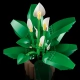 LEGO Botanicals 11504 Skrzydłokwiat