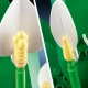 LEGO Botanicals 11504 Skrzydłokwiat